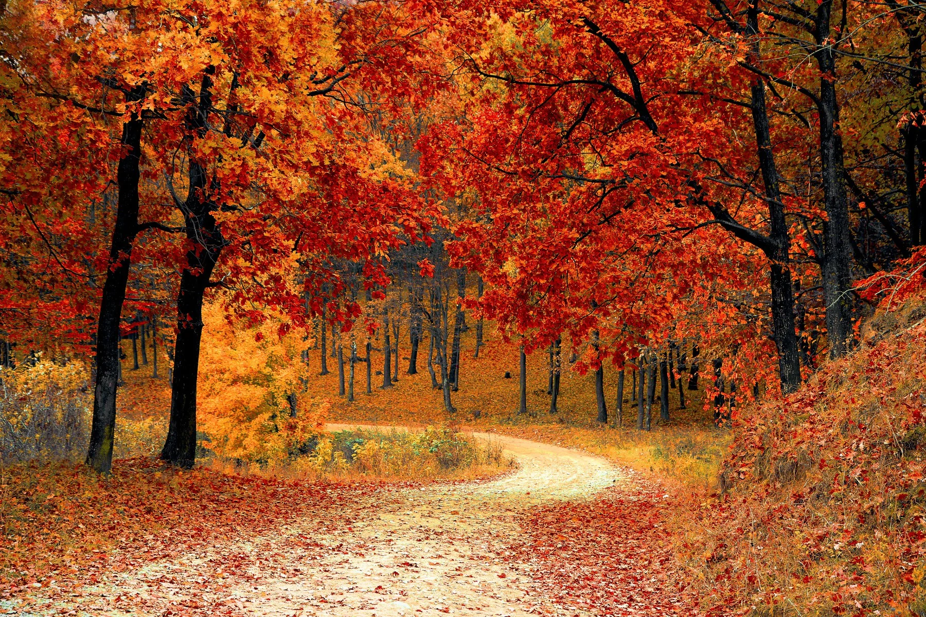 Autumn Roof Maintenance Tasks